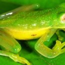 개구리PC 이미지