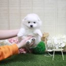 털찐이