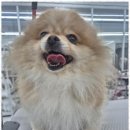 퍼피살롱 이미지