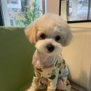 개나리 애견유치원 이미지