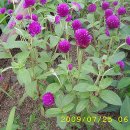 농협 앞 이미지