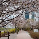 호원성호아파트 ~ 평화로입구 | 경기도 주말 여행 벚꽃 축제 명소 의정부 중랑천 호원 벚꽃길 추천