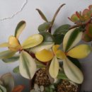 비버리힐 이미지