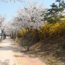 고향의봄길 이미지