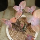 오팔농장 이미지