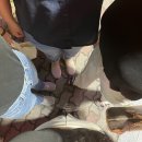 나이스치킨호프 이미지