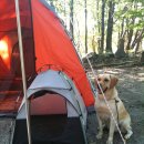 개와 함께 캠핑을... 이미지