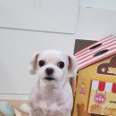 머즐