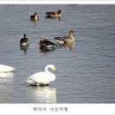 백조 - 연제구 | 백조
