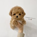 퍼피몽(애견분양) 이미지