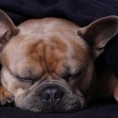 공감＋동물의료센터 이미지