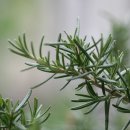 로즈마리 이미지