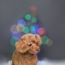 어쩔댕댕 이미지