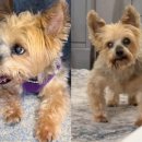 좋은강아지 이미지