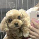 위드퍼피 애견미용실 이미지