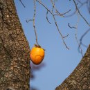 북방마을 | 고성 왕곡마을, 감빛이 물드는 늦가을 전통마을 여행