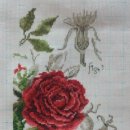 레드로즈 이미지