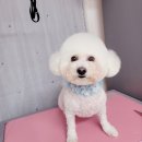 살롱드 펫 이미지