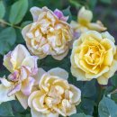 로즈파크 이미지