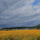 코스모스길 | 부여 백마강 코스모스길 사진 명소 추천, 솔직후기