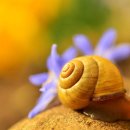 하늘달팽이 이미지