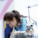 쇼독(Show dog) 이미지