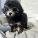 타이니켄넬 | 실버탄푸들 분양은 전문 브리더가 있는 켄넬에서 안전하게!