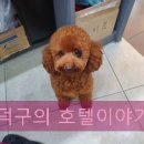 더조은동물의료센터 이미지