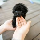 올바르개 이미지