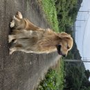 골다도 리트리버 아가 가정분양 이미지