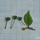폭나무Celtis biondii var. heterophylla (H. Lév.)C.K. Schneid.(팽나무과 팽나무속) 이미지