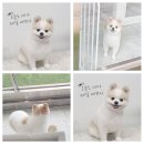 원 반려동물 미용실 | 갈산동애견미용으로 우리 강아지 완전 변신! 원반려동물미용실 다녀온 후기