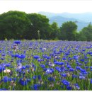 환벽당길 이미지