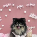 부천애견미용 멍미살롱 이미지