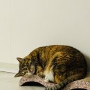 계양 동물 메디컬 센터 | 노령묘 고양이 수면마취 스케일링 비용 후기