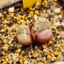 오공농장 이미지