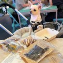 견공상회 이미지