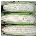 응성농장 | [작물백과] 옥수수 (재배법) ♣