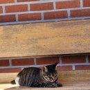 파리바게트 북구청점 이미지