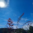 쫑이와메리 이미지