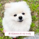 행복한개 이미지