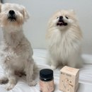 건강종합면역찜질방 | 노견 피부, 관절부터 면역, 장건강까지 한 번에 강아지 종합영양제 울애기쌩쌩 추천 후기