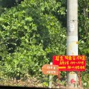 고요한 숲 | 소도시 여행 충북 옥천-&#39;고요한 숲&#39; 숙소 후기(+베이킹클래스)