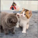 몽냥몽냥 강아지분양 고양이분양 김포점 | 김포고양이분양 랙돌 특징