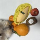 파주청과 이미지