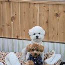 나무애견유치원 이미지