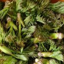 영락농원 이미지