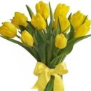 노란 튤립 키우기 꽃말 수경재배 방법 이미지