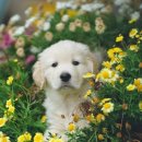 꽃보다강아지 이미지