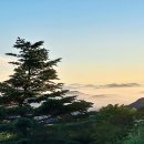 천상의 나무 이미지